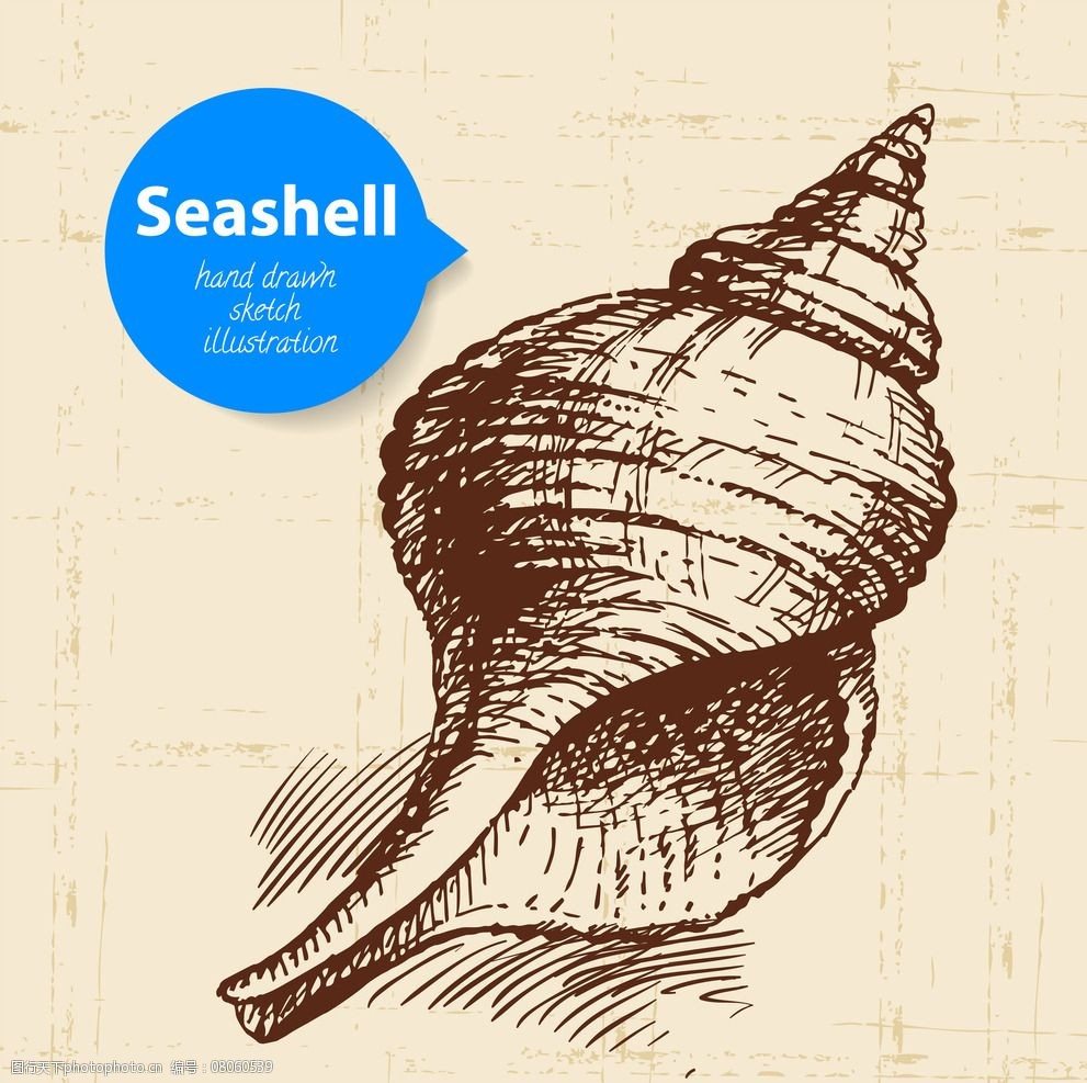 关键词:手绘贝壳 海螺 装饰品 贝壳 素描 线描 海星 海洋生物 美术