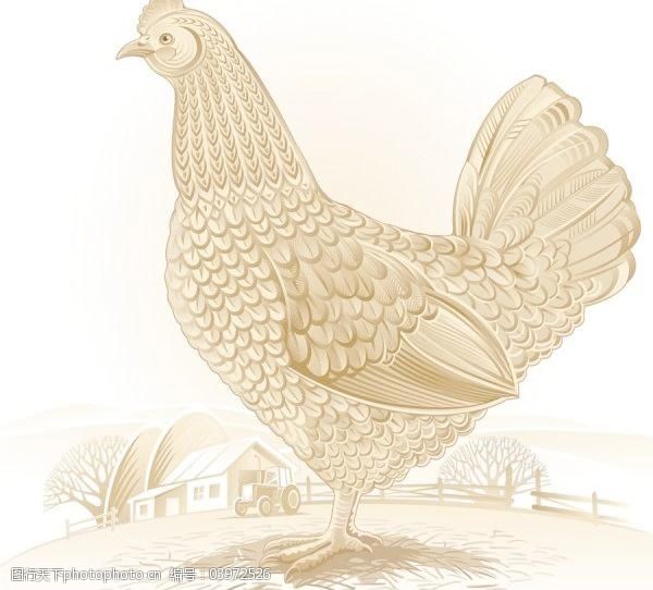 关键词:鸡图案矢量素材02免费下载 插画 动物 鸡 矢量素材 图形 艺术