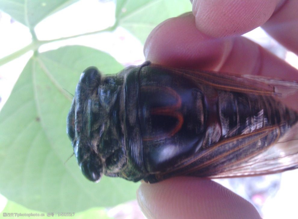 手上的蝉素材图片