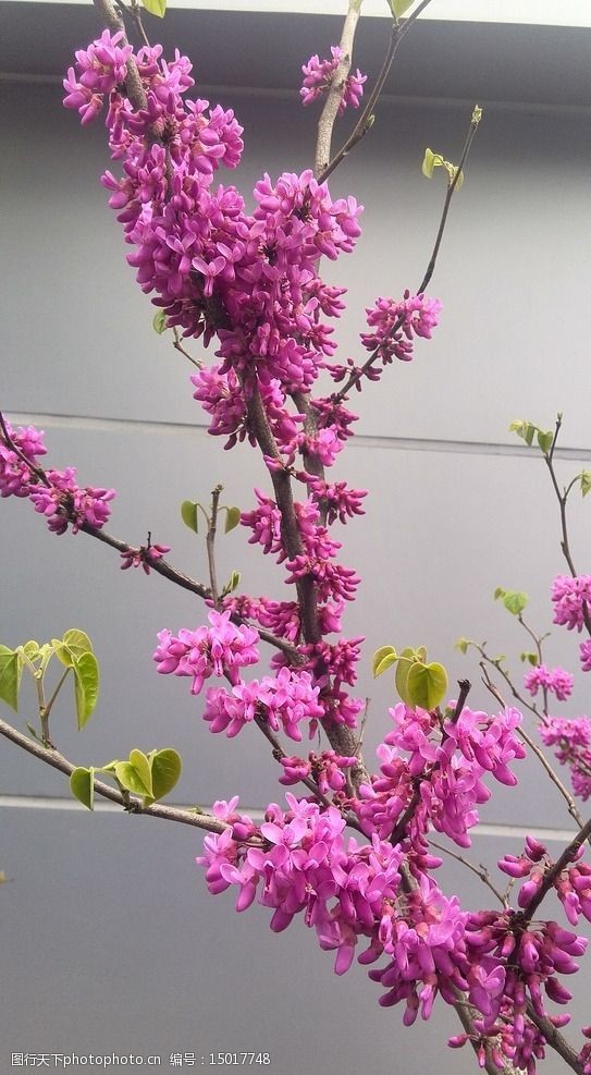 紫荆花的形状颜色特点图片