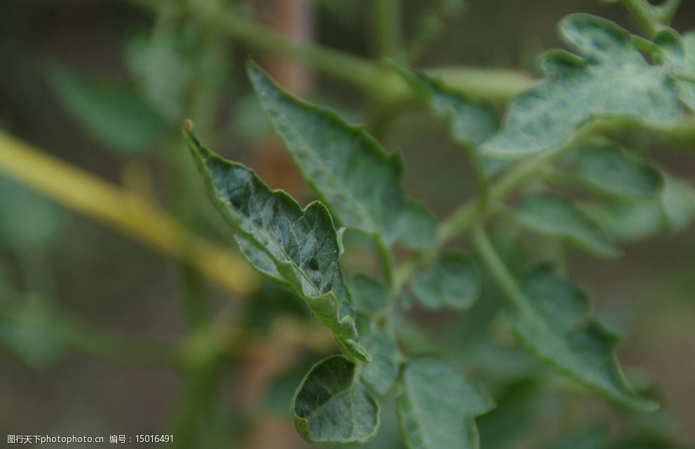 关键词:番茄叶 番茄 植物 树叶 叶子 西红柿 农药 花草 生物世界 摄影