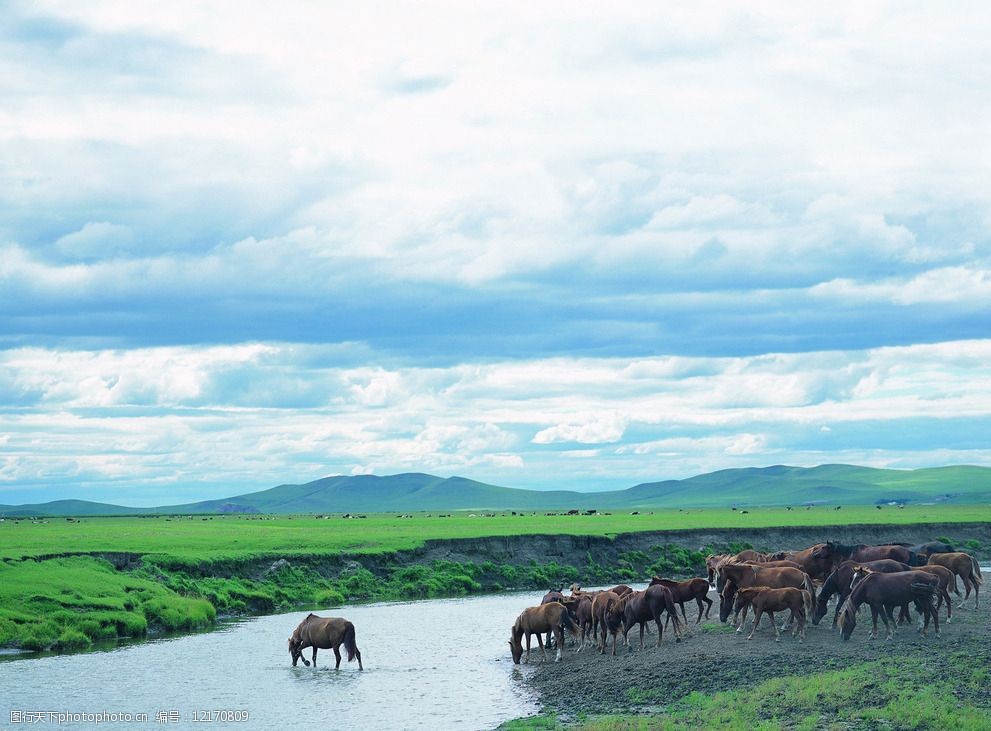 蓝天白云草地马群高清图片