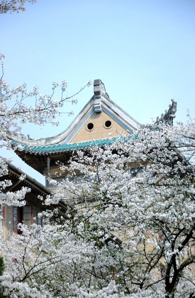 关键词:武汉大学樱花 武汉大学 武大 湖北 樱花 武汉 建筑摄影 建筑