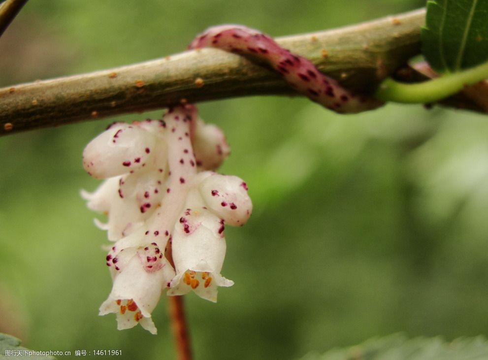 红菟丝子中药图片