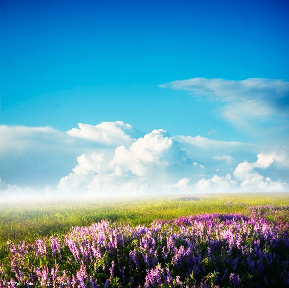 唯美薰衣草图片图片-图行天下图库