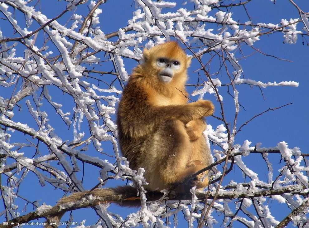 神农架金丝猴图片