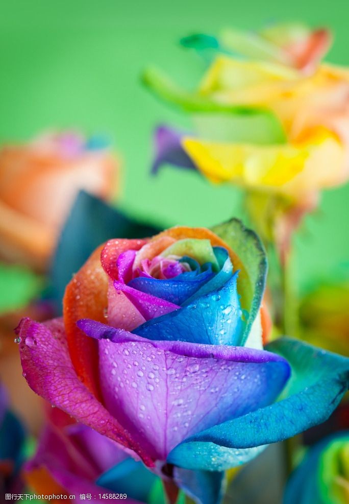 彩色玫瑰图片