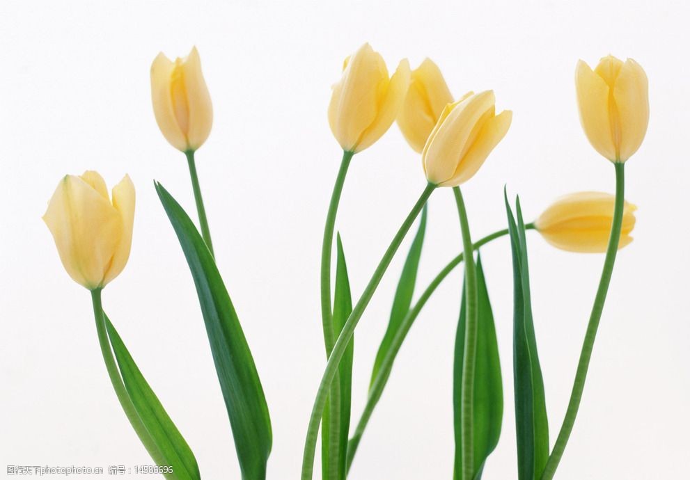 七朵郁金香图片