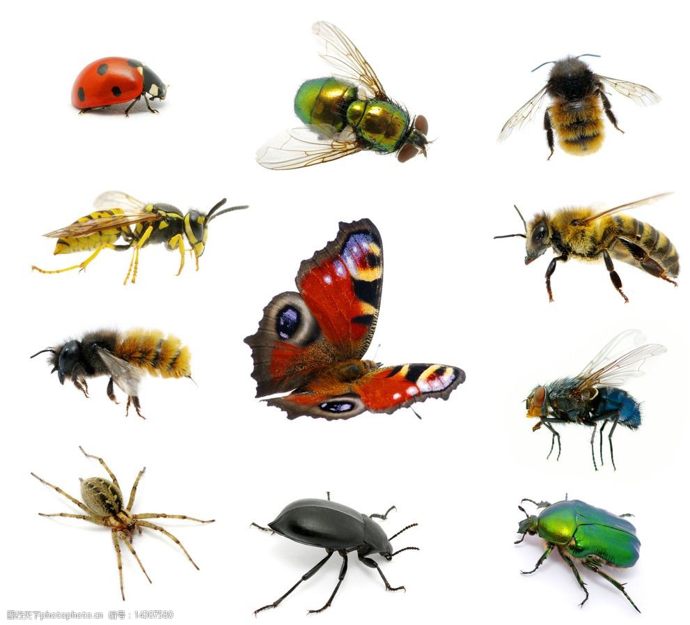 各种昆虫图片