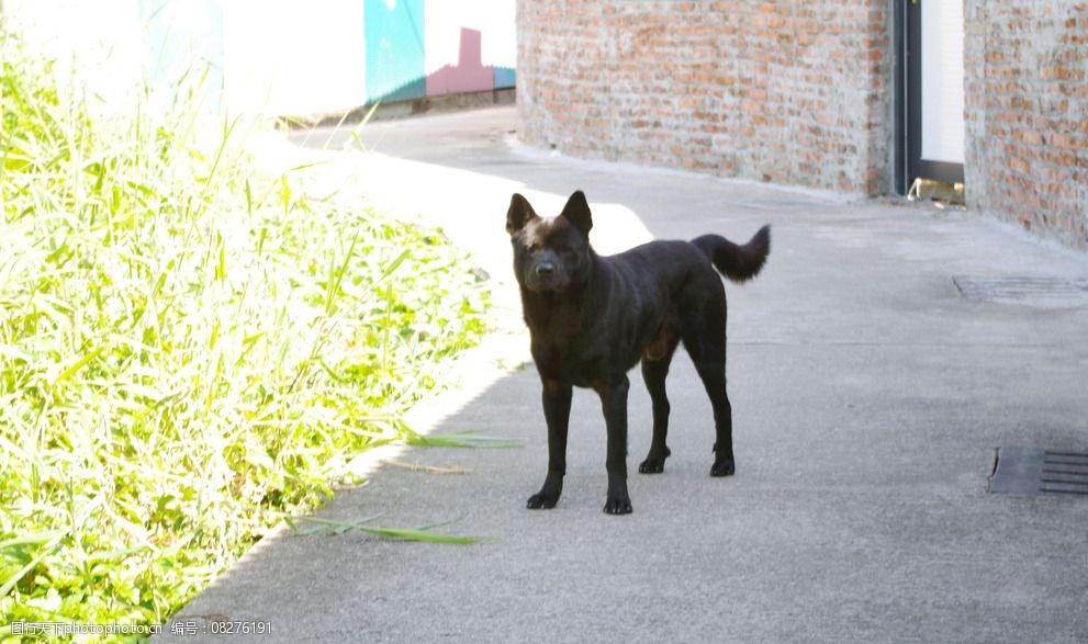 大黑狗图片