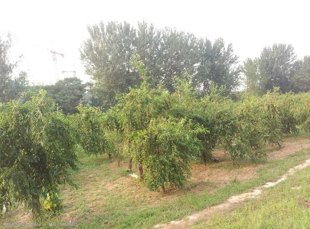 关键词:枣园摄影 枣园 枣林 枣树 枣 枣树摄影 枣林摄影 满园枣 摄影