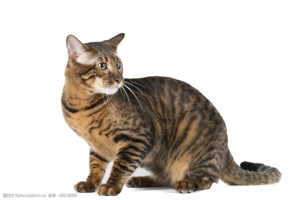 宠物猫图片图片-图行天下图库