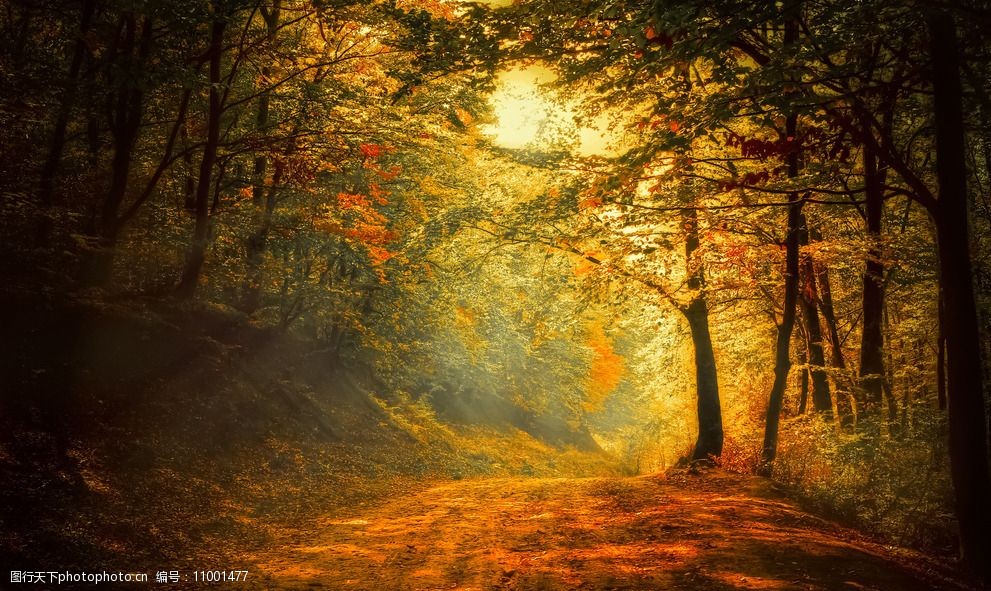 唯美树林小路图片