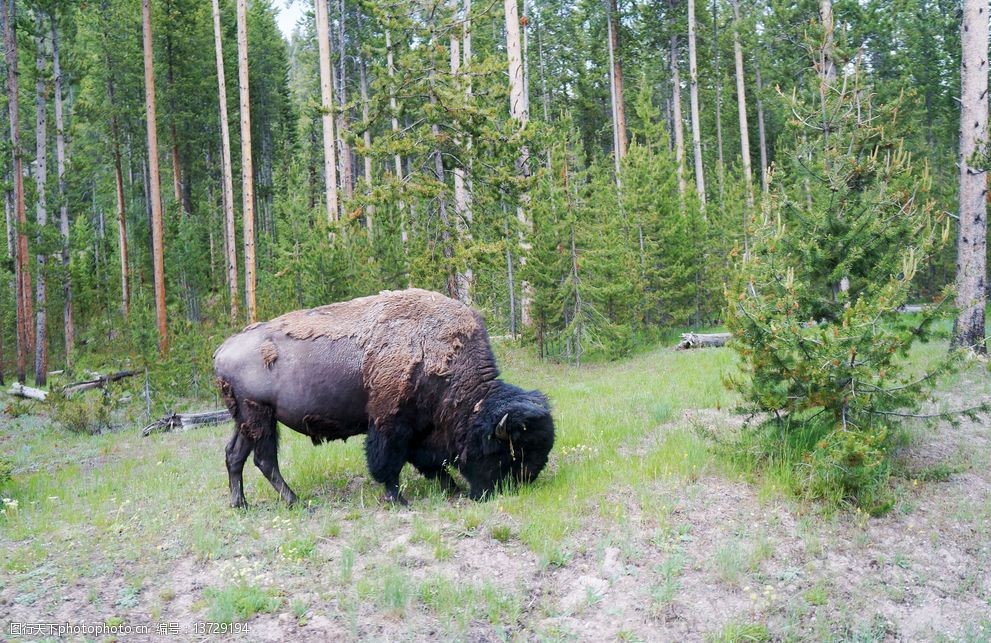 关键词:美国野牛 野牛 美国 bison 国家公园 野生动物 北美野牛 动物