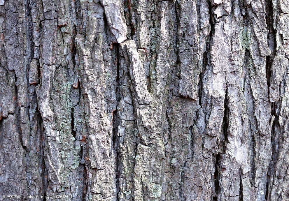 树皮纹理背景图片