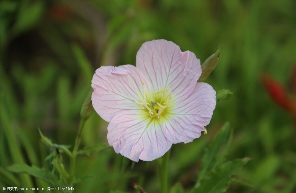 關鍵詞:花朵攝影綠色清新可愛 花朵 攝影 綠色 清新 可愛 四葉花 美麗